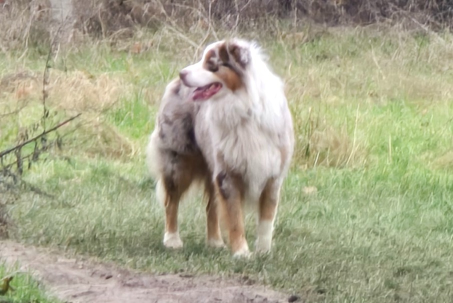 Fundmeldung Hund  Unbekannt Vincennes Frankreich