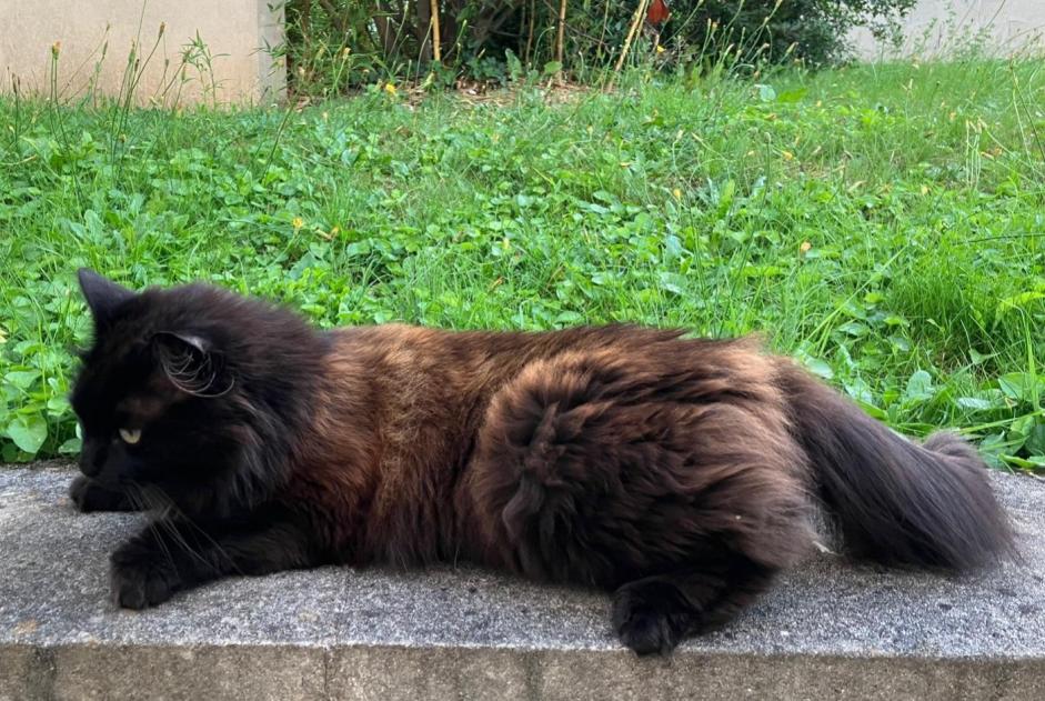 Vermisstmeldung Katze Weiblich , 5 jahre Saint-Maur-des-Fossés Frankreich