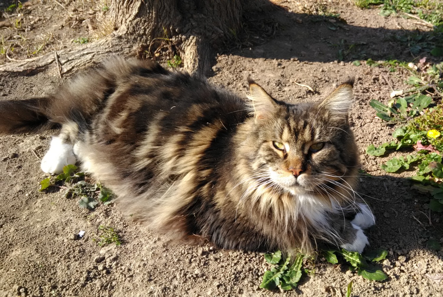 Disappearance alert Cat  Male , 5 years Jonquières-Saint-Vincent France