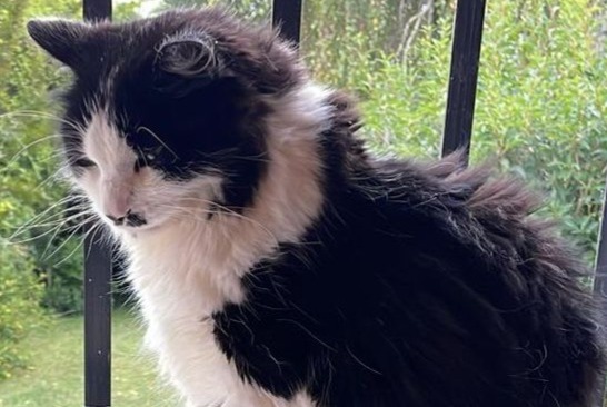 Alerta de Desaparición Gato Macho , 7 años Paris Francia