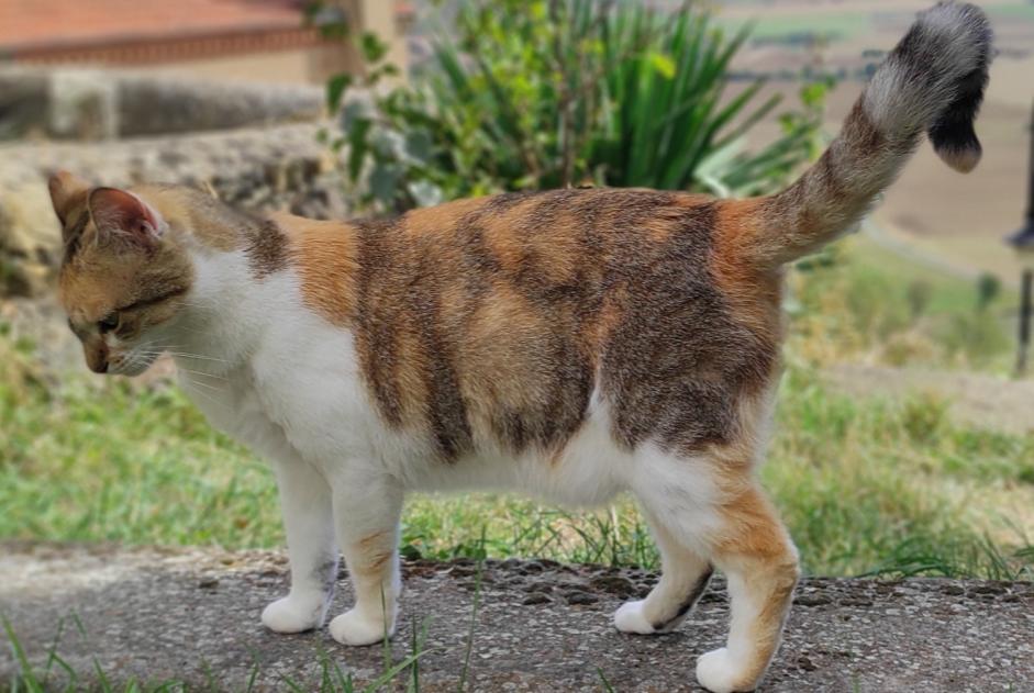 Alerte Disparition Chat  Femelle , 3 ans Nonette-Orsonnette France