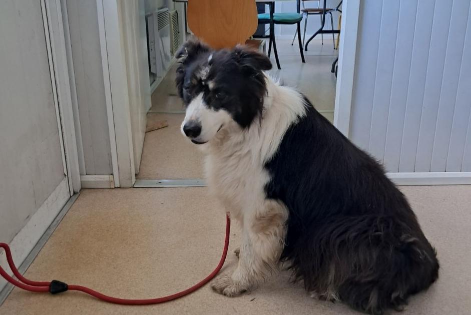 Alerte Découverte Chien  Mâle Sainte-Bazeille France