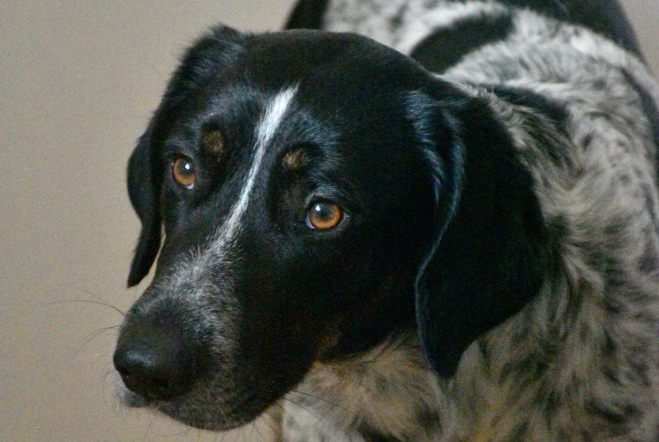 Vermësstemeldung Hond kräizung Männlech , 4 joer Saint-Génies-de-Malgoirès France