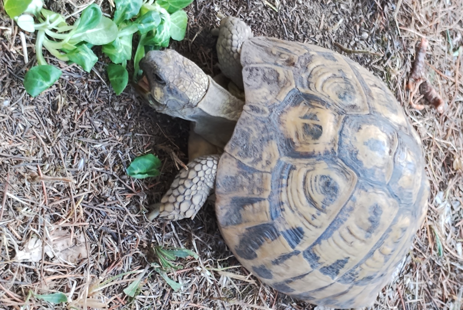 Vermësstemeldung Schildkröt Weiblech , 2024 joer Parignargues France