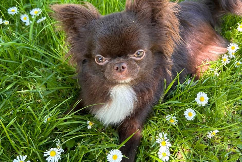 Alerta desaparecimento Cão cruzamento Macho , 1 anos Villiers-sur-Marne France