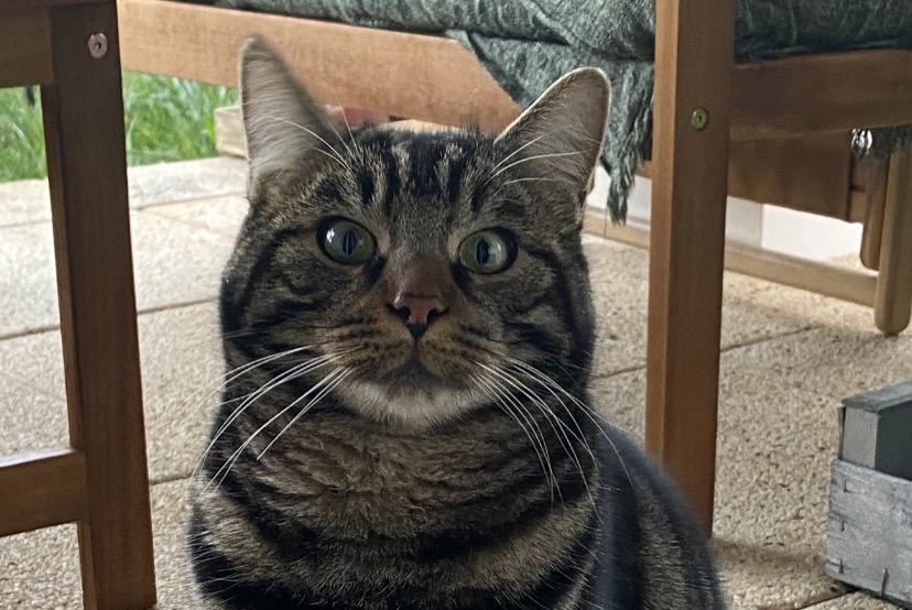 Alerta desaparecimento Gato  Macho , 3 anos Saint-Leu-la-Forêt France